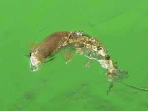 Fat Fraser Valley Rainbow on a Leech