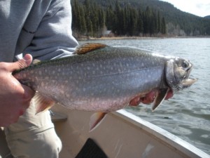 Kamloops Area Lake Fly Fishing at it's Best!