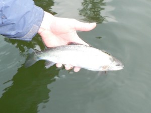 Fly Fishing a snowy Edith Lake, Kamloops BC 