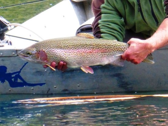 Rainbow Trout Strains