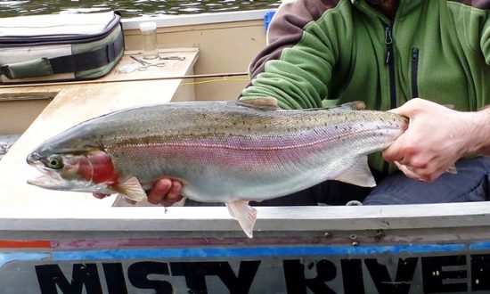 Rainbow Trout Strains