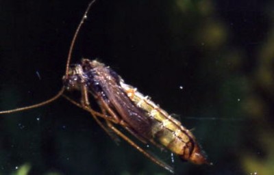 BC Interior Stillwater Caddis Pupa (AKA Sedge Pupa)