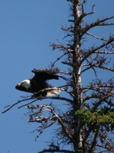 Tunkwa Lake Park BC Fishing Vacation - the Eagle has Landed