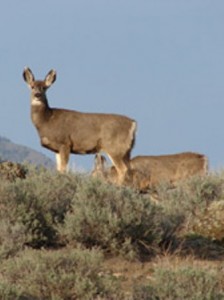 Tunkwa Lake Park BC Fishing Vacation - mule deer