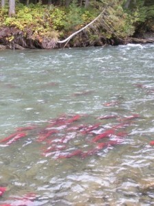 holy sockeye batman!