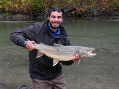 now that's abig bull trout!