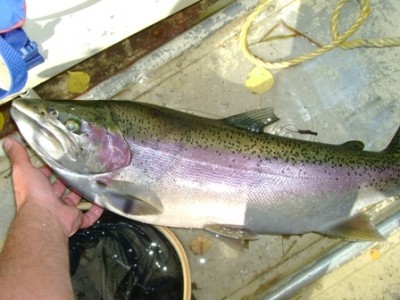 very nice rainbow trout!