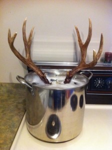 DIY European Deer Skull Mount - deer head stew!