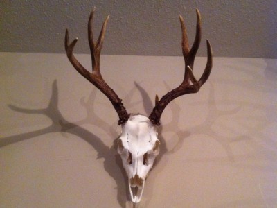 DIY European Deer Skull Mount