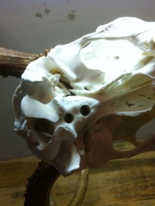 DIY European Deer Skull Mount