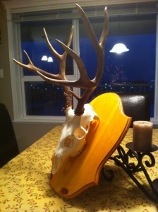 DIY European Deer Skull Mount