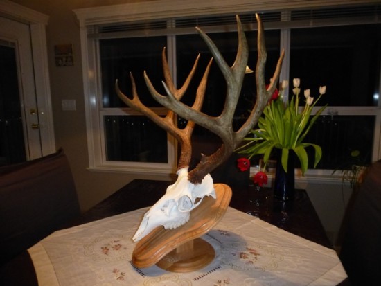 DIY European Deer Skull Mount