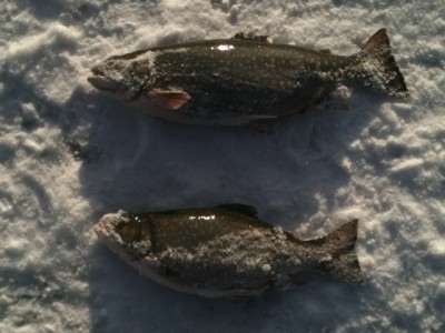 Red Lake BC Interior Ice Fishing Action at it's Best