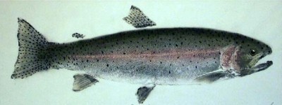 Rainbow Trout Strains