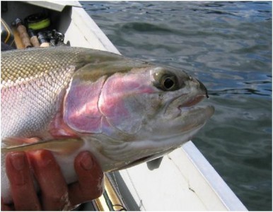 ... another gorgeous long lined deep water chironomid rainbow!