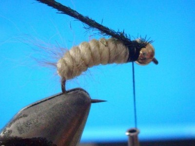 Sharks Caddsi Larva Fly