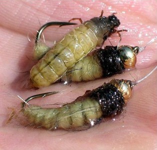 ... sharks caddis larva fly pattern!