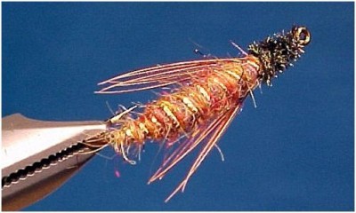 Sheridan Lake Sedge Pupa Fly