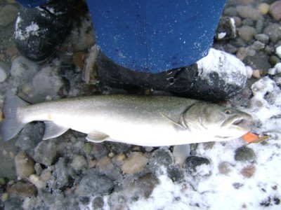 ... now there's a beauty bull trout!