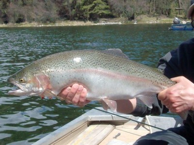 ... BC Trout Strains & Treatment Designations - Know Your Fish!