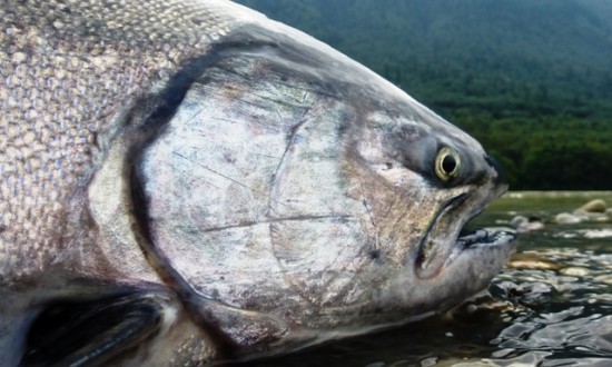 bar fishing chinook salmon on the mighty Fraser river