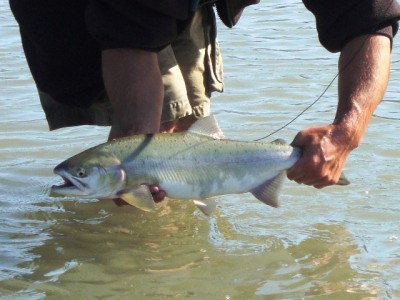 ....... fly fishing pink salmon!