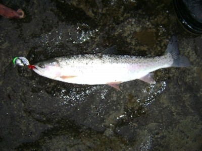 ... beauty rainbow trout!