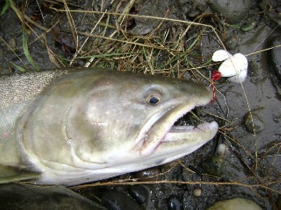 ... another fine Peace River Bull trout!