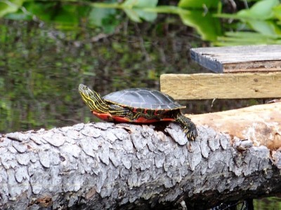 ... a turtle on the edge of another Okanagan still water lake!