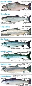 ... the five species of Pacific Salmon!