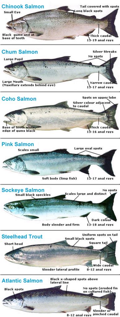 Salmon Species Identification Chart