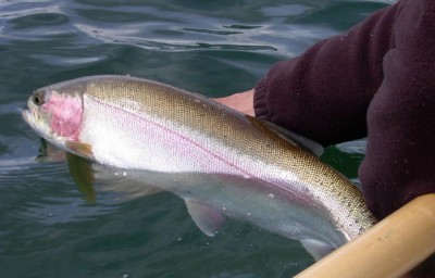 Sight Fishing Stillwater Rainbows