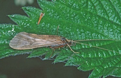 Fly Fishing Caddis Sedges ... a recently emerged caddis adult drying its wings!