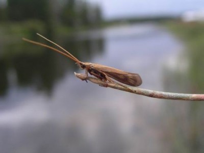 ... fly fishing caddis & sedges - Caddis ... big ticket trout food you need to know more about!