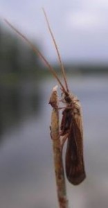 Fly Fishing Caddis Sedges... Adult Sedge