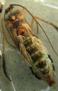 Fly Fishing Caddis Sedges ... BC Interior Caddis Pupa