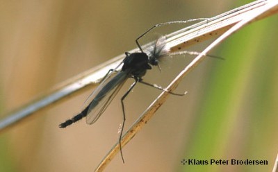 Fly Fishing Chaoborus Glassworms - Adult Midge by Klaus Peter Brodersen