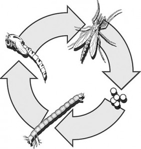 ... 3 fishable chironomid life cycles: larva, pupa & adult!