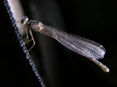 Fly Fishing Damselfly Nymphs & Adults