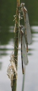 Fly Fishing Damselfly Nymph