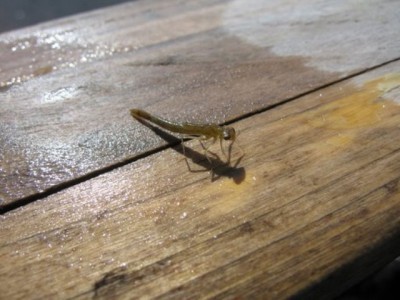 ... fly fishing damselfly - trout dig em!