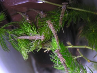 Fly Fishing Damselfly Nymph Damselflies