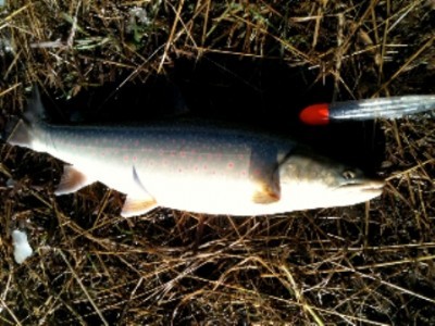 ... a beauty Peace River Bull Trout!