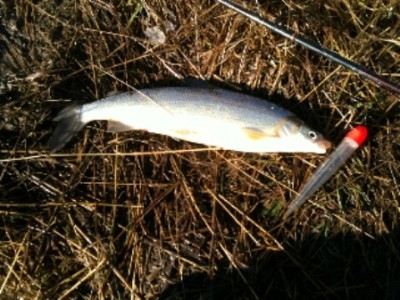 ... Northern BC Mountain Whitefish!