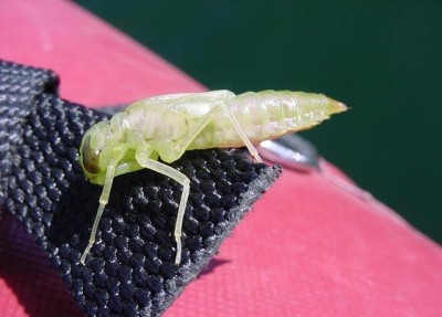 Molting Dragonfly Nymph Fly Pattern