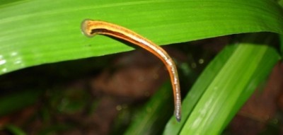 ... leeches come in many different colours!