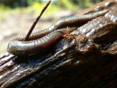 Fly Fishing Leeches ... the meat & potatoes of the trout world!