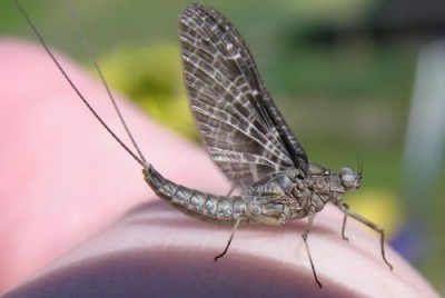 Fly Fishing Mayflies ... a BC Interior Adult Mayfly!