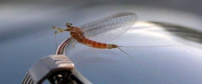 Fly Fishing Mayflies
