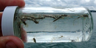 Fly Fishing Mayfly nymphs